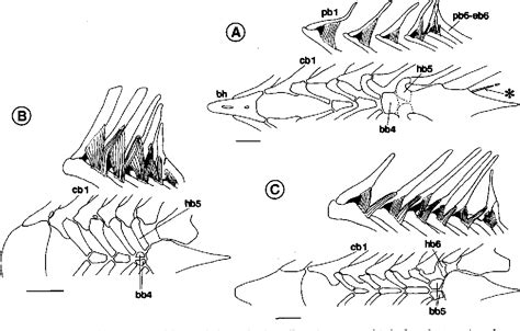 Figure 2 From Identity Of Extra Branchial Arches Of Hexanchiformes