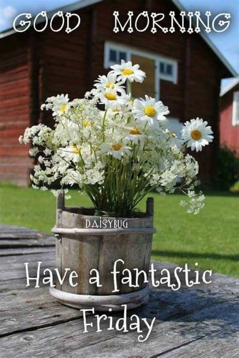 Have A Fantastic Friday Good Morning Daisy Beautiful Flowers Daisy