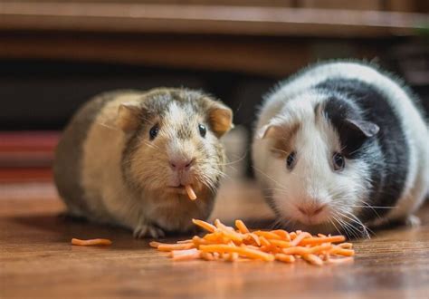 Hamster Vs Guinea Pig Which One To Pick As A Pet Hamsteropedia