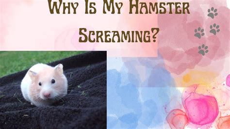 Why Is My Hamster Screaming 10 Reasons