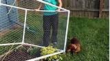 Raised Beds For Dogs Images