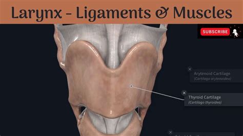 Ligaments Muscles Of The Larynx Extrinsic Intrinsic Attachments Cartilage Muscle
