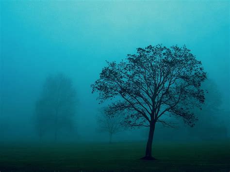 Silhouette Of Tree Tree Fog Field Haze Hd Wallpaper Wallpaperbetter