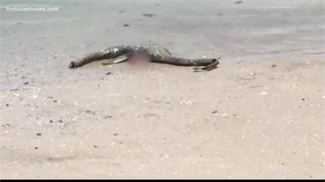 Loch Ness Monster Like Animal Washes Up On Georgia Beach