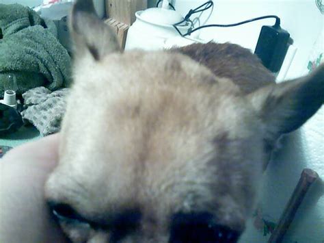 Kujo Has Bumps On His Head Chihuahua People Forum