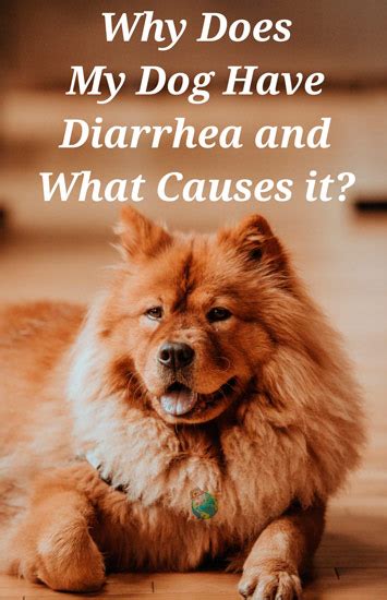 Why Does My Dog Have Diarrhea And What Causes It Dogloverstore