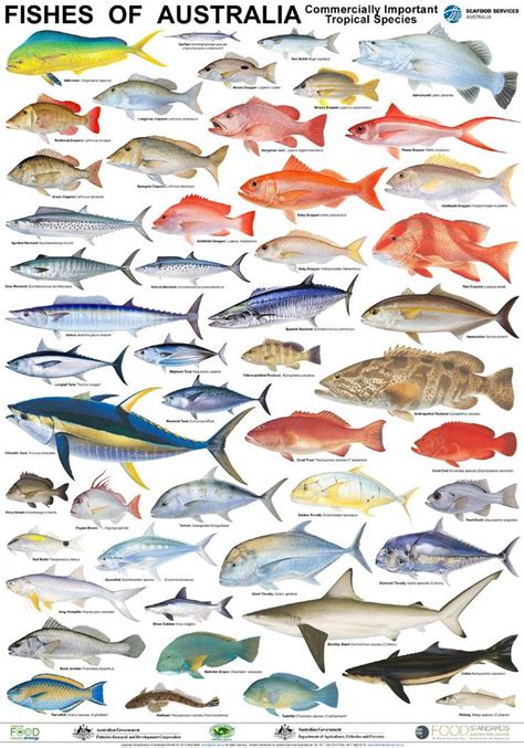 Smarter Shopping Better Living Fish Chart Sea Fish