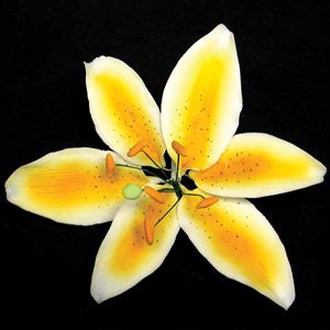 Product Detail Stargazer Lily Yellow Extra Large
