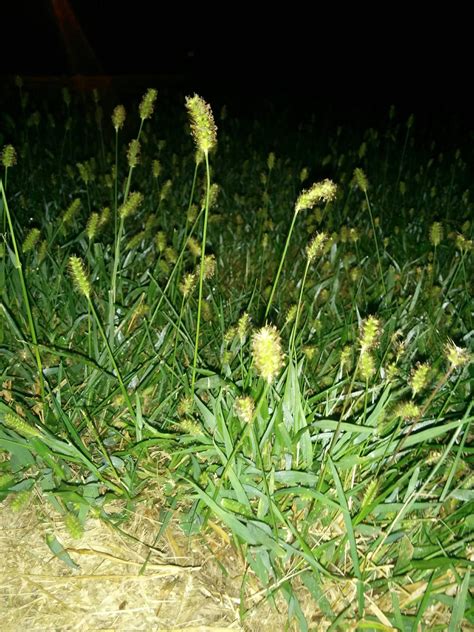 A weed is an unwanted plant in the wrong place. What type of weed is this in my lawn? - Gardening ...