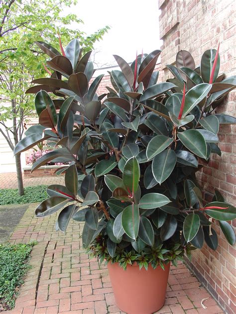 If you're propagating a plant by stem or leaf cutting, we have a few tips and tricks you can follow to. Large House Plants That Look Like Trees