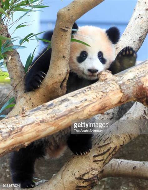 Giant Panda Cub Xiang Xiang To Open To Public Fotografias E Filmes Do