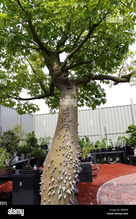 Ceiba Speciosa Or Chorisia Speciosa Also Known As The Silk Floss Tree