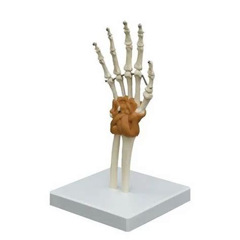 White Pvc Hand Joint Model For Laboratory Size Life Size At Rs 1600