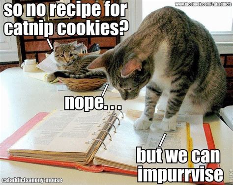 The first step was acquiring some organic, dried catnip. Find the Catnip cookie recipe? | Funny Animals | Pinterest