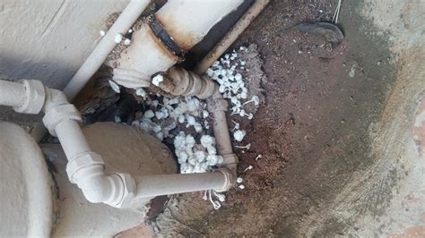For estimates or questions on our services, please contact us at your convenience. Pest Control Technologies Pty Ltd - Pretoria. Projects ...