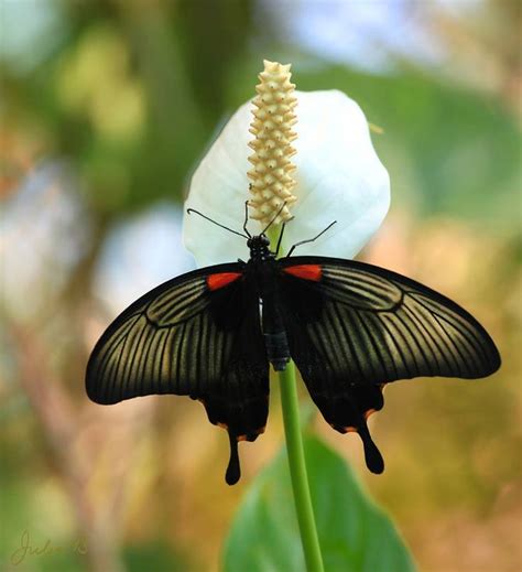 30 Mariposas Coloridas Imágenes Para Compartir Por Whatsapp De Mariposas