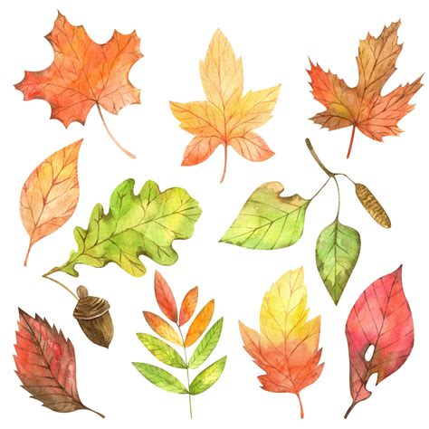 Watercolor Fall Autumn Leaves Clip Art Fall Leaves Etsy Fall