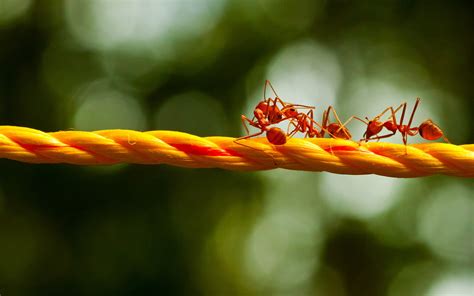 4k Ants Wallpapers High Quality Download Free