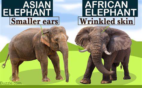 african elephant vs asian elephant samsonzebhart