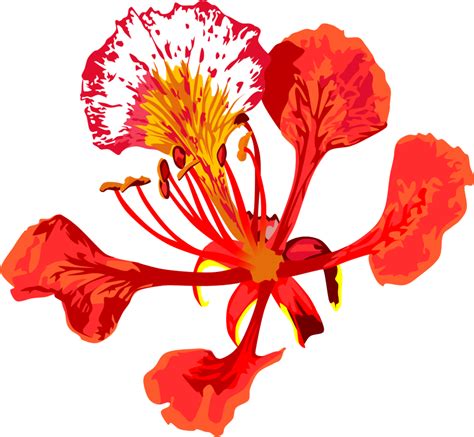 Poinciana Flower Abstract Flower Painting Tropical Flowers