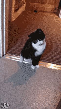 We did not find results for: Funny Cat Gets Scared (gif) | LuvBat