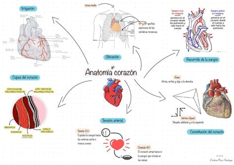 Mapa Mental Anatomía Del Corazón Udocz