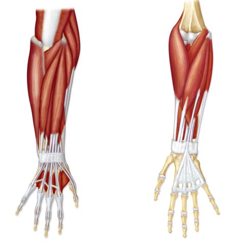 Forearm Muscles That Move The Hand Wrist And Fingers Diagram Quizlet