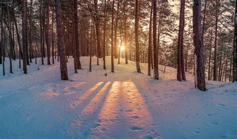 Sunset In Winter Snowy Forest Colorful Sunset In Coniferous Forest