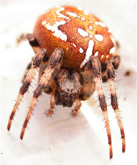 Arachnerds Four Spot Orb Weaver Spider Araneus Quadratus