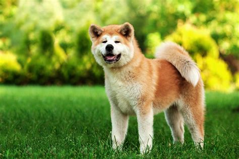 Akita Dog Breed History And Some Interesting Facts
