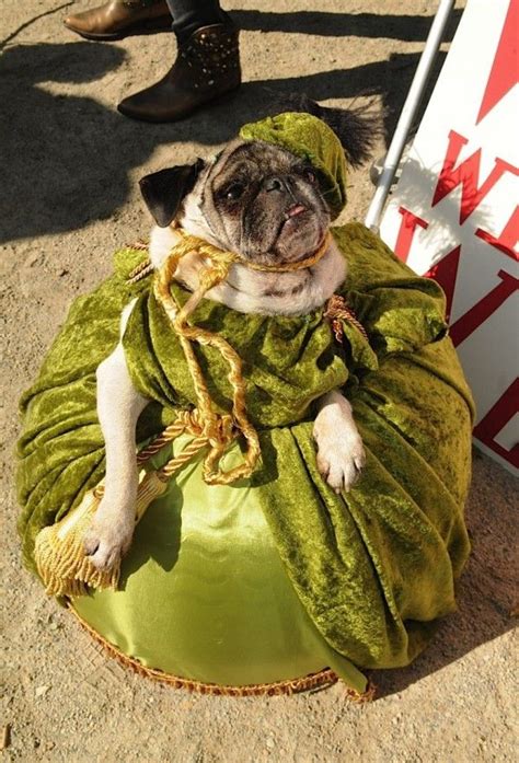 67 Best Images About Dog Halloween Costumes On Pinterest