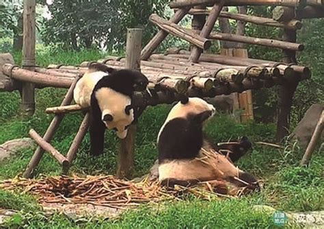 Video Los Pandas Torpes Y Asustadizos Que Rompieron La Red