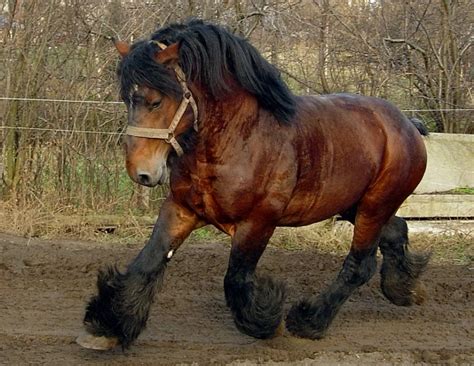 ardennes horse info origin history pictures