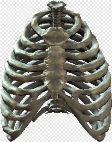Rib Cage Skeleton In Cage Png Transparent Png X Png Image Pngjoy
