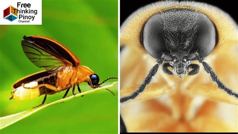 Alitaptap At Tutubi Mabagsik Na Insekto Amazing Hunters Of Insects Youtube