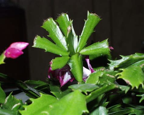 Provide good soil and drainage. Brassinolide C28H48O6 - Plant Hormone | Power Grown