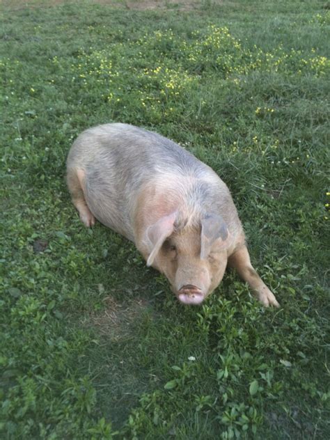 With cedar creek building llc's experience, we can value engineer your plan to get well inside your construction budget. Vandele Farms on Cedar Creek, LLC - LocalHarvest