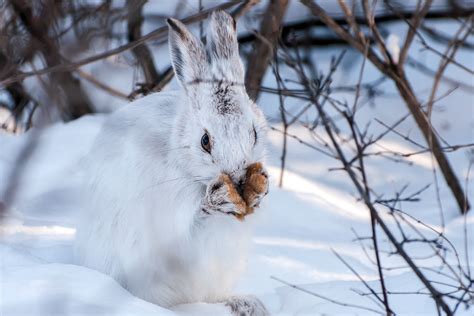 Winter Snow Rabbits Animals Wallpapers Hd Desktop And Mobile