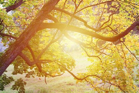 Sun Shine Through Forest Tree Stock Image Image Of Light Natural