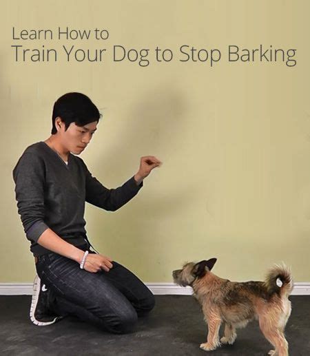 Train Your Dog To Stop Barking I Really Like The Set Up Of This