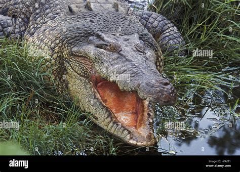 Australian Saltwater Crocodile Or Estuarine Crocodile Crocodylus