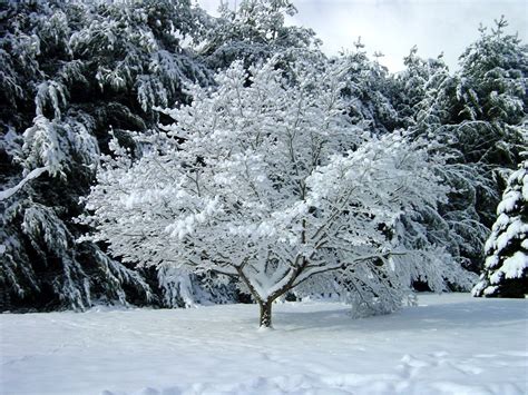 Winter Wonderland 1 Free Photo Download Freeimages