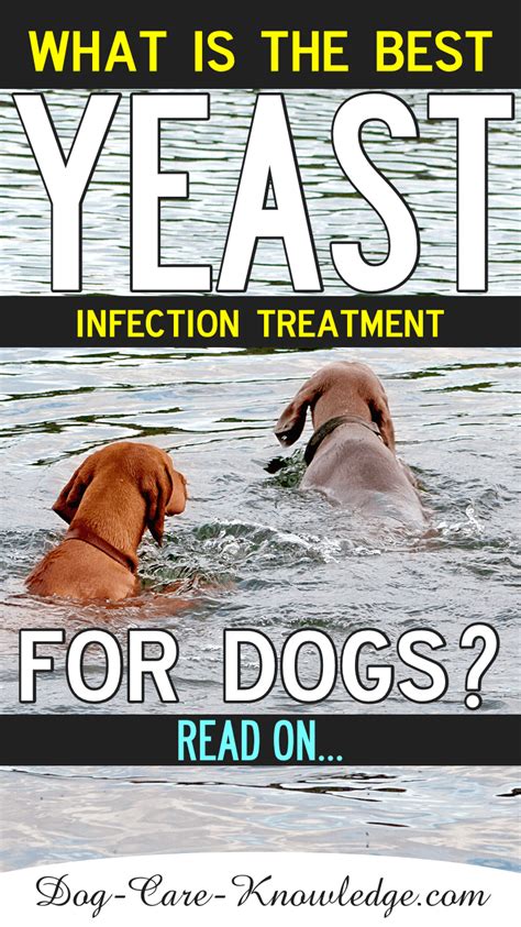 What Is The Best Dog Yeast Infection Treatment Read On