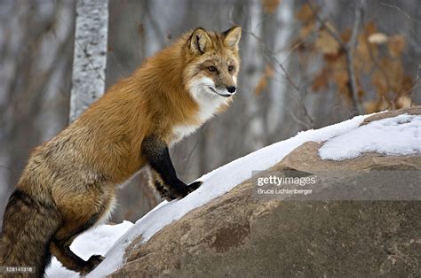 Captive Red Fox Vulpes Vulpes December Northern Minnesota Usa High Res