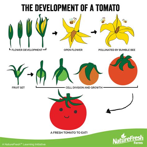 The Development Of A Greenhouse Grown Tomato Naturefresh