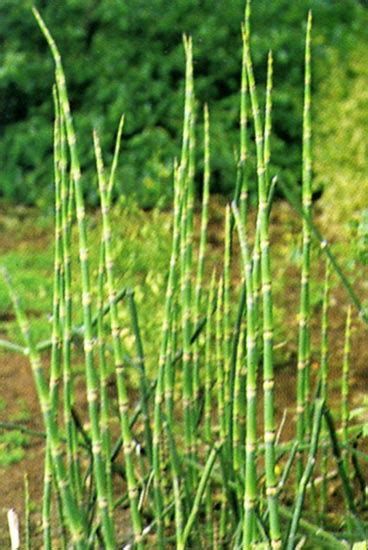 Maybe you would like to learn more about one of these? plante de bassin d'eau