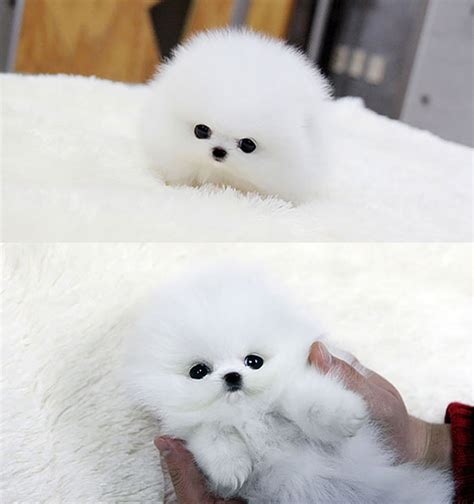 Cute Puffy Puppies That Looks Like Dolls Design Swan