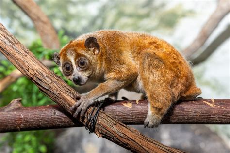 Pygmy Slow Loris Smithsonians National Zoo