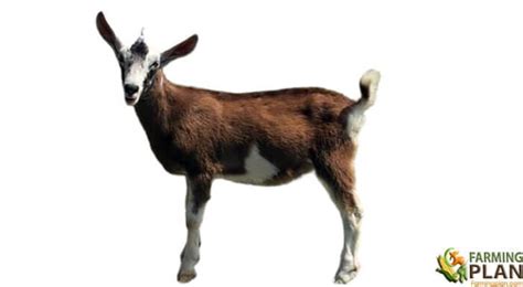Sable Goats Characteristics Feeding Breeding And Uses Farming Plan