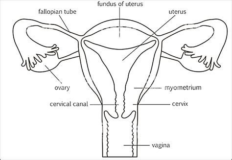 Draw A Labeled Diagram Of Female Reproductive System And Explain Uterus Sexiz Pix